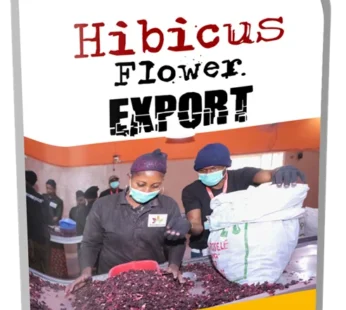 Hibiscus Flower Export Guide