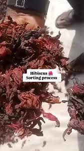 Hibiscus Flower Export Guide - Image 3