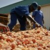 Gum Arabic Processing in Nigeria: Complete Guide for Export & Profit