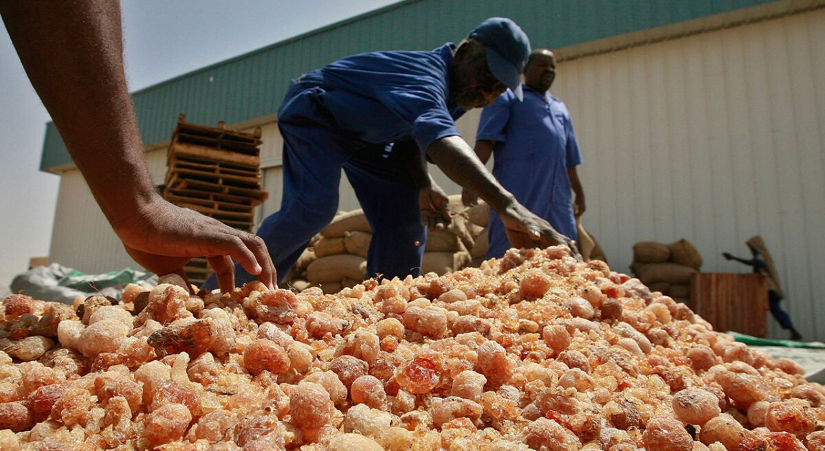 Gum Arabic Processing in Nigeria: Complete Guide for Export & Profit