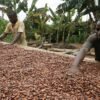 Processing of Cocoa Powder from Farm to Export