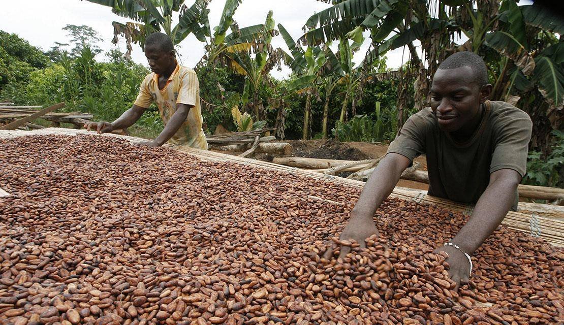 Processing of Cocoa Powder from Farm to Export