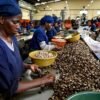 Cashew Nuts Processing in Nigeria: A Complete Guide for Agribusiness and Export