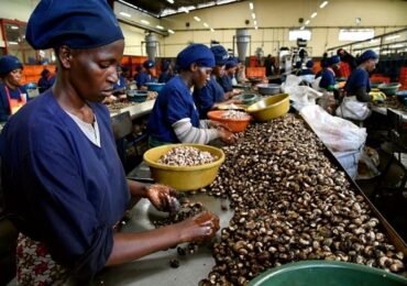 Cashew Nuts Processing in Nigeria: A Complete Guide for Agribusiness and Export