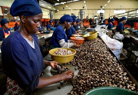 Cashew Nuts Processing in Nigeria: A Complete Guide for Agribusiness and Export