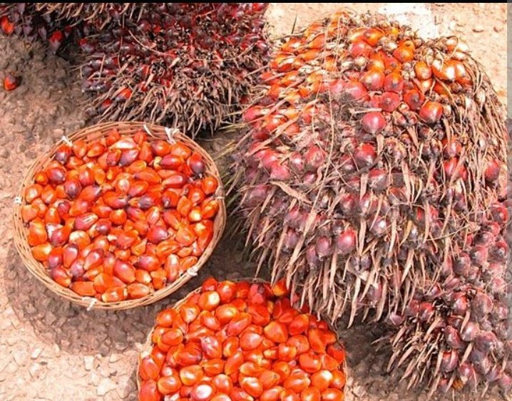 Processing of Palm Oil and Export from Nigeria: From Farm to International Market